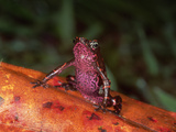 Pebas Stubfoot Toad or Harlequin Toad (Atelopus Spumarius)  French Guiana  a Vulnerable Species