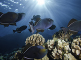 Black Triggerfish (Melichthys Niger)
