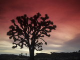 Joshua Tree Silhouetted at Sunset  Yucca Brevifolia  Joshua Tree National Park  Mojave Desert