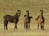 Trio of Thoroughbred Horses  Lexington  Kentucky