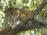 Jaguar in a Tree (Panthera Onca)  Belize
