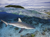 Split Image of a Gray Reef Shark (Carcharhinus Amblyrhynchos) Off Malolo Island  Fiji
