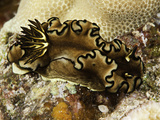 Black Margin Nudibranch (Glossodoris Atromarginata)  Indo-Pacific Ocean