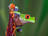 Red-Eyed Tree Frog (Agalychnis Callidryas)