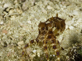 The Greater Blue-Ringed Octopus  (Hapalochlaena Lunulata) Indonesia