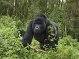 Silverback Mountain Gorilla Walking (Gorilla Beringei Beringei)  Volcanoes National Park  Rwanda