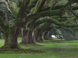 Live Oaks  Quercus Virginiana  Oak Alley Plantation  Vacherie  Louisiana