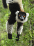 Black-And-White Ruffed Lemur Hanging from a Branch by its Tail