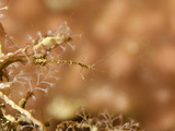Tiny Skeleton Shrimp  a Caprellid Amphipod  Inhabits This Gorgonian Coral  Malaysia