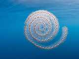 Salp Chain (Pegea)  Los Coronados Islands  Baja California  Mexico