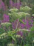 Cow Parsnip Flowers with Fireweed in the Background