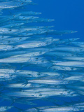 Heller's Barracuda (Sphyraena Helleri)  Hawaii  USA
