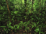 Tropical Rainforest  Masoala National Park  Madagascar