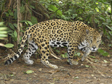 Jaguar Walking (Panthera Onca)  Belize