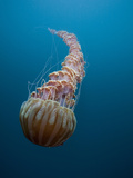Black Sea Nettle (Chrysaora Achlyos)  Los Coronados Islands  Baja California  Mexico