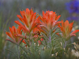 Indian Paintbrush (Castilleja)  Sangre De Cristo Mountains  Colorado  USA