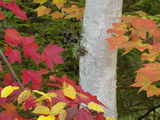 Red Maple Leaves and Birch Tree in Autumn Colors  White Mountain National Forest  New Hampshire