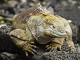 The Galapagos Land Iguana (Conolophus Subcristatus) Is Endemic to the Galapagos Islands 