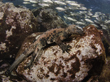 Marine Iguana (Amblyrhynchus Cristatus) Feeding Underwater Off Santa Fe Island Feeding on Algae