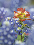An Indian Paintbrush  Castilleja  Rises Up Amidst a Sea of Texas Bluebonnets  Lupinus Texensis