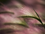 Foxtail Barley (Hordeum Jubatum)  Polaris Project  Sakha Republic  Siberia  Russia  Arctic