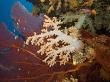 Alconarian and Gorgonian Coral Dominate This Fijian Reef Scene  Fiji