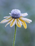 Frost on a Black-Eyed Susan (Rudbeckia Hirta)