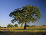Oak Tree in a Meadow Among Paintbrush and Low Bladderpod Wildflowers  Texas Hill Country  Texas