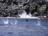 A Blue-Footed Booby (Sula Nebouxi Excisa)