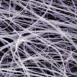 Spider Web Silk  SEM X2000  10 Um