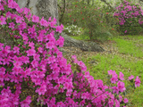 Azalea Blossoms in Spring  Magnolia Plantation  Charleston  South Carolina  Flower