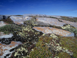 Precambrian Canadian Shield Rocks with Lichens  Mosses  and Other Small Plants  Canada
