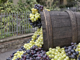 Grapes  La Festa Dell'Uva  Impruneta  Italy  Tuscany