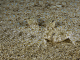 The Peacock Flounder (Bothus Mancus)