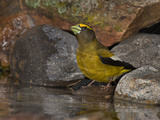 Evening Grosbeak (Coccothraustes Vespertinus) Male Drinking Water at the Edge of a Small Pond