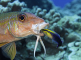 Yellowfin Goatfish  (Mulloidichthys Vanicolensis) and an Endemic Hawaiian Cleaner Wrasse