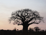 African Baobab Tree (Adansonia Digitata)  Tarangire National Park  Tanzania  Africa
