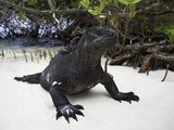Marine Iguana (Amblyrhynchus Cristatus)