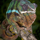 Panther Chameleon (Furcifer Pardalis)  Ambanja  Madagascar  Captive