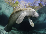 Florida Manatee  Three Sisters Spring in Crystal River