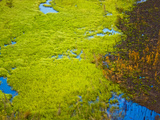 Early Fall after the Summers of the Nenana Forest Fire