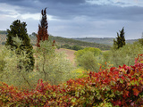 Vineyard Near Montalcino  Italy  Tuscany