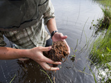 Undergraduate Student Examines a Mass of Sediment for Benthic Macro Invertebrates