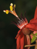 Passion Flower