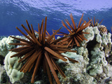 Slate Pencil Sea Urchins (Heterocentrotus Mammillatus)