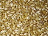 White Popping Corn (Zea Mays)  Central USA