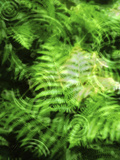 Conceptual Illustration of Fern Leaf Background
