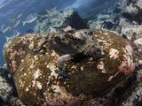 Marine Iguana (Amblyrhynchus Cristatus) Feeding Underwater Off Santa Fe Island on Algae  Galapagos