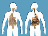 3-D Male Likeness of Internal Organs