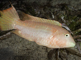 Maori Wrasse (Cheilinus Bimaculatus) Is Common in Shallow Algae Reef Areas  Philippines